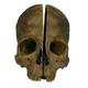 Illustration for article titled How Did This Skull Get Cut Clean in Half?